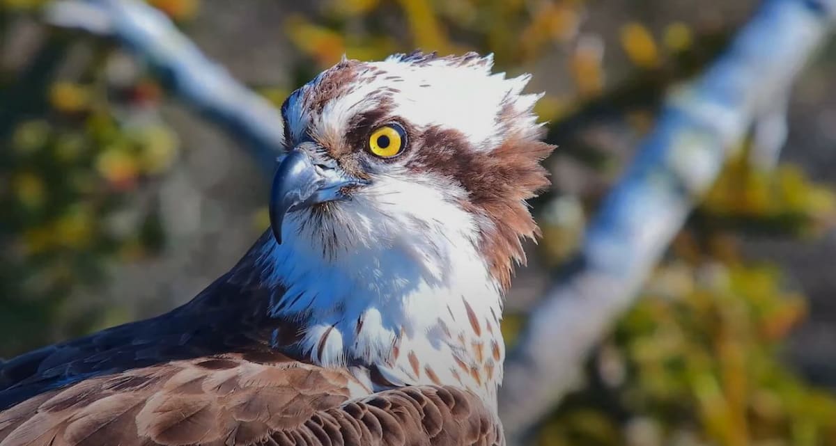 Rebel Ospreys Speed Recovery by Nesting 12 Miles Apart - Image 3