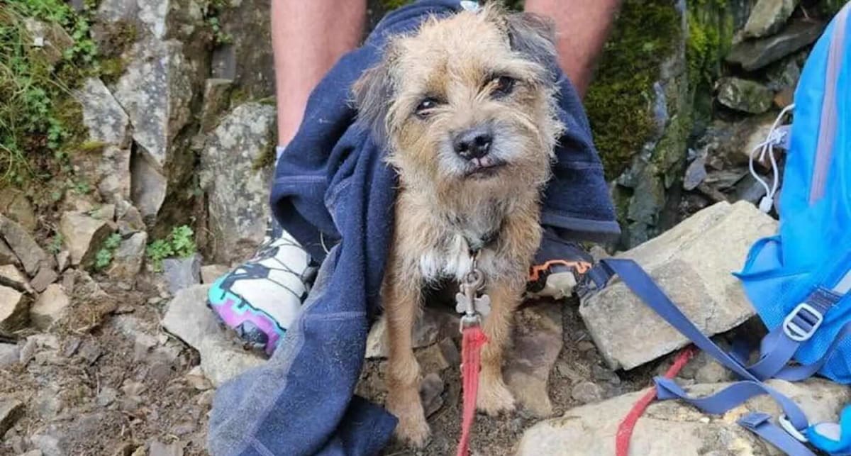 Small dog Teddy after mountain rescue, looking thin but safe with rescue team members