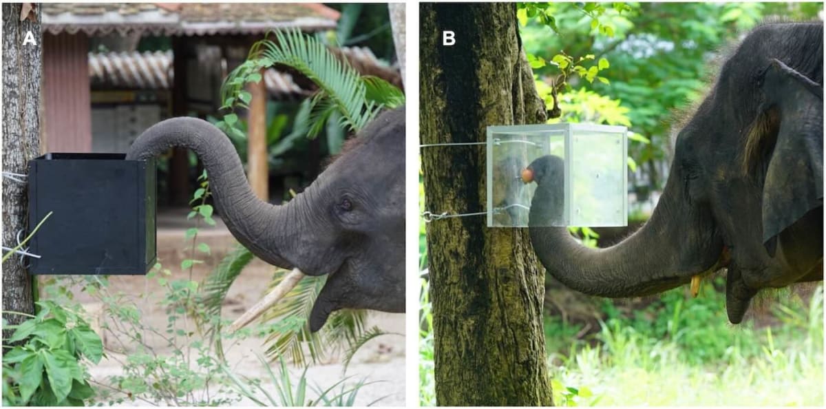 Elephants Resist Temptation and Think Before Acting - Image 2