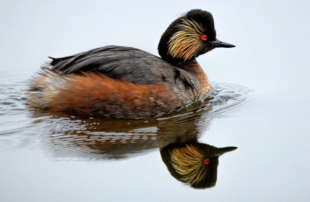UK Wetland Hosts 64% of Nation's Black-Necked Grebes