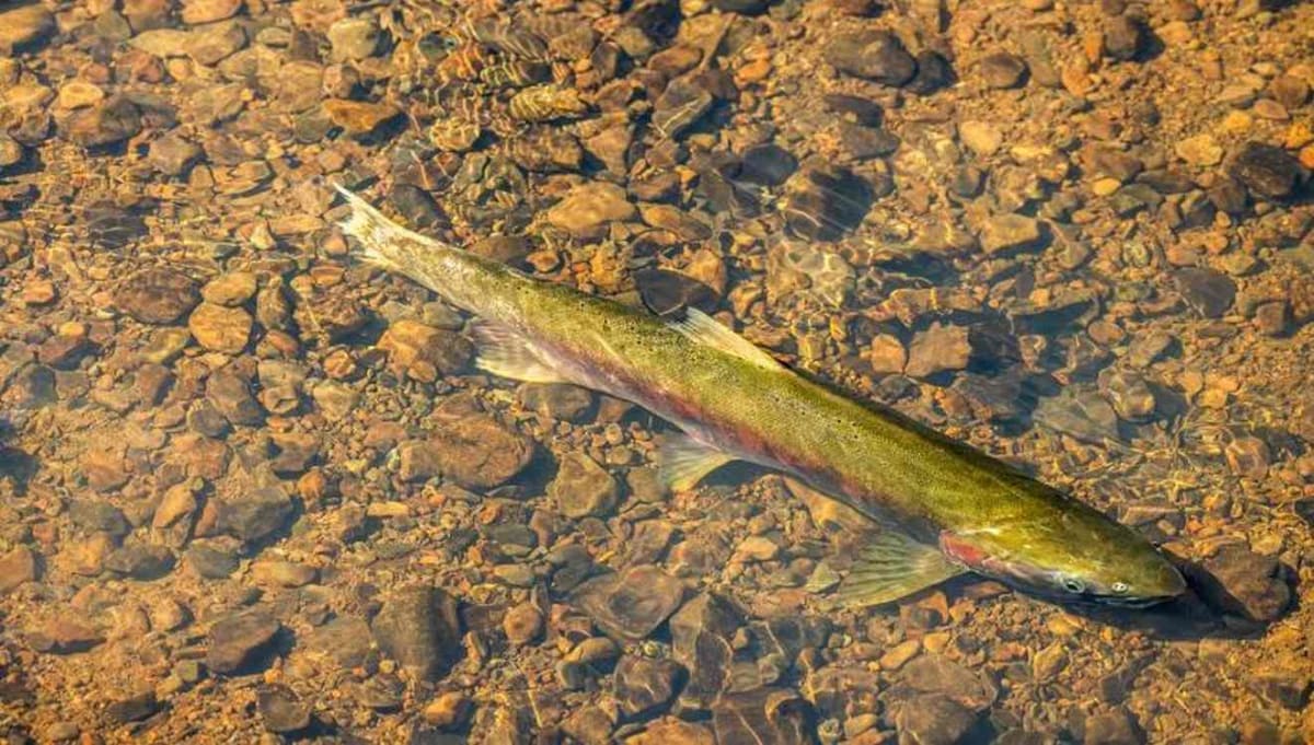 30,000 Endangered Salmon Return to California Rivers