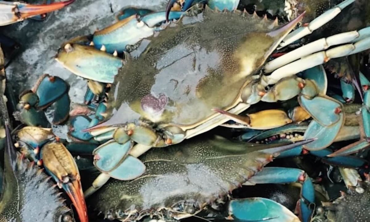 Blue crabs in the Chesapeake Bay estuary showing healthy population recovery