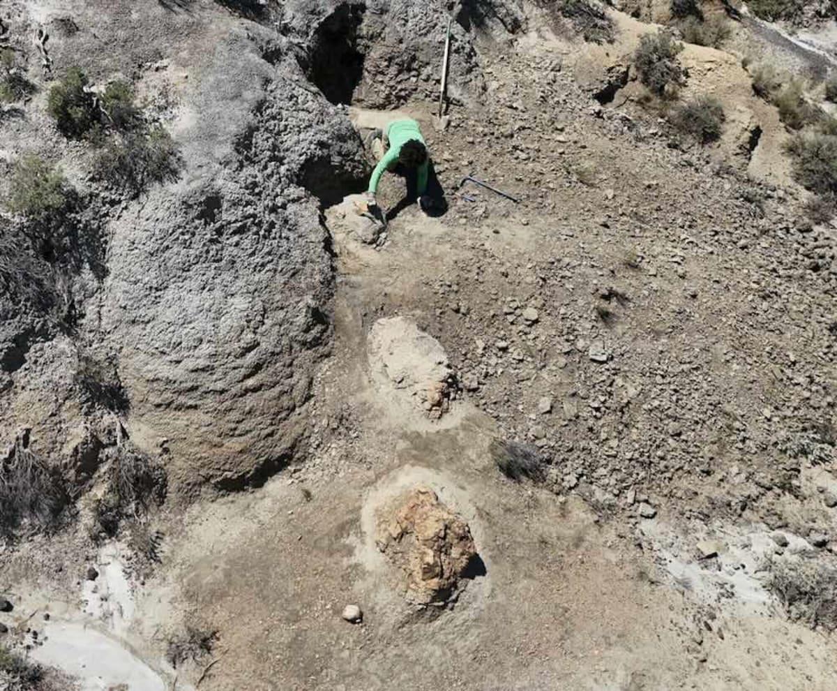 First Adult T. Rex Trackway Found in North Dakota - Image 3