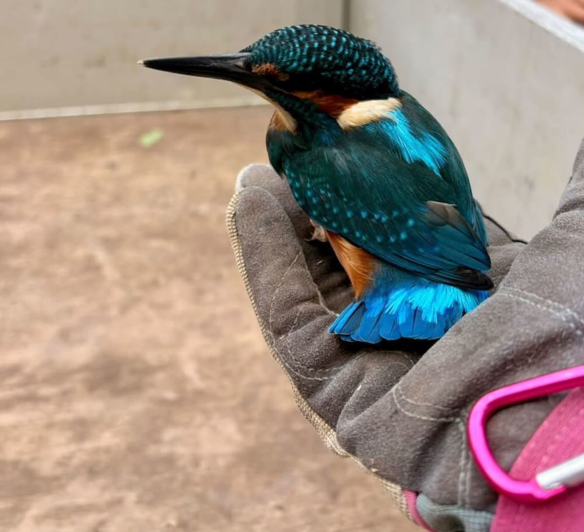 Kingfisher Lands on Ranger's Hand for 10 Minutes - Image 2