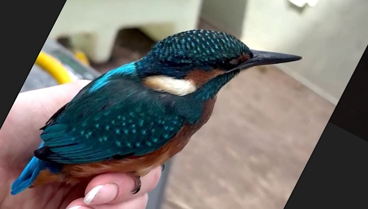 Bright blue and orange kingfisher perched calmly on park ranger's gloved hand outdoors