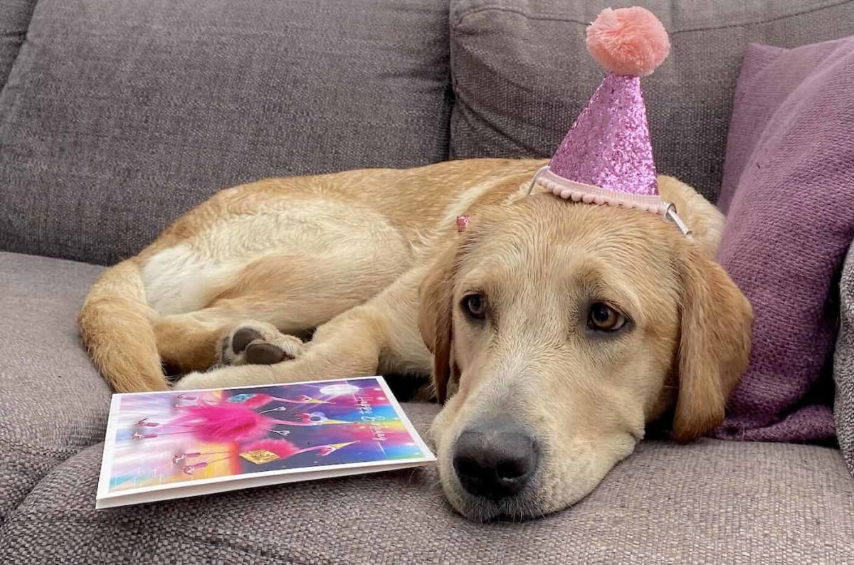 12 Golden Lab Puppies Reunite With Parents for 1st Birthday - Image 2