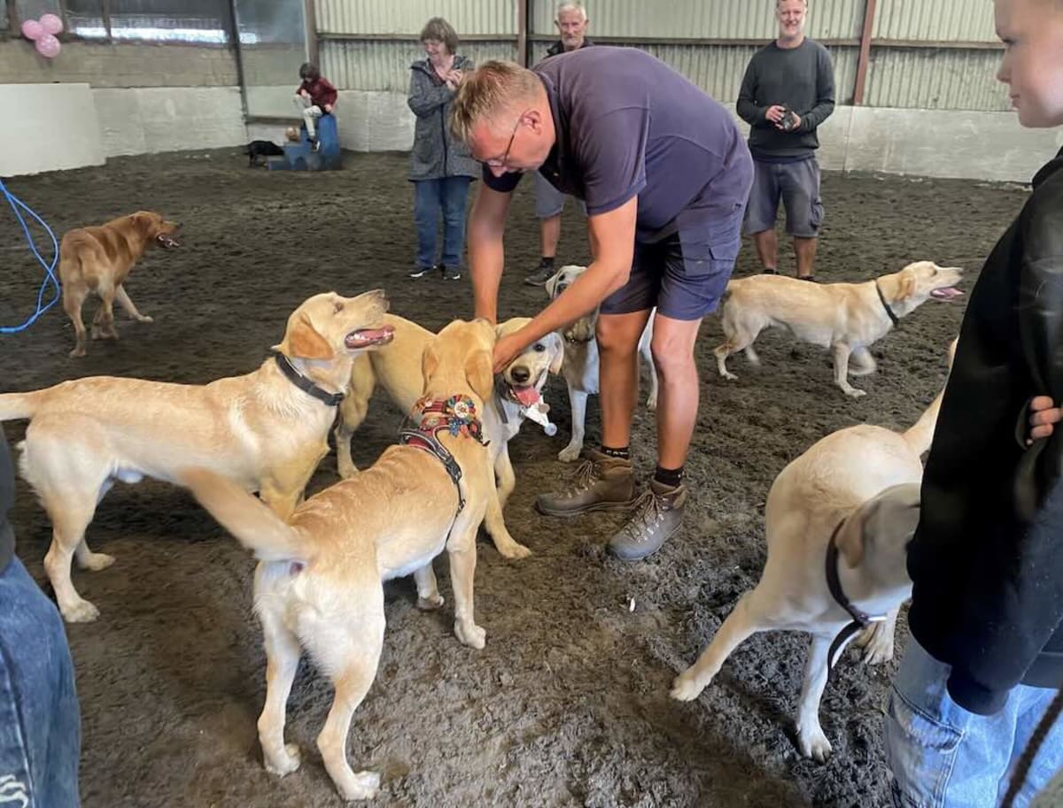 12 Golden Lab Puppies Reunite With Parents for 1st Birthday - Image 4