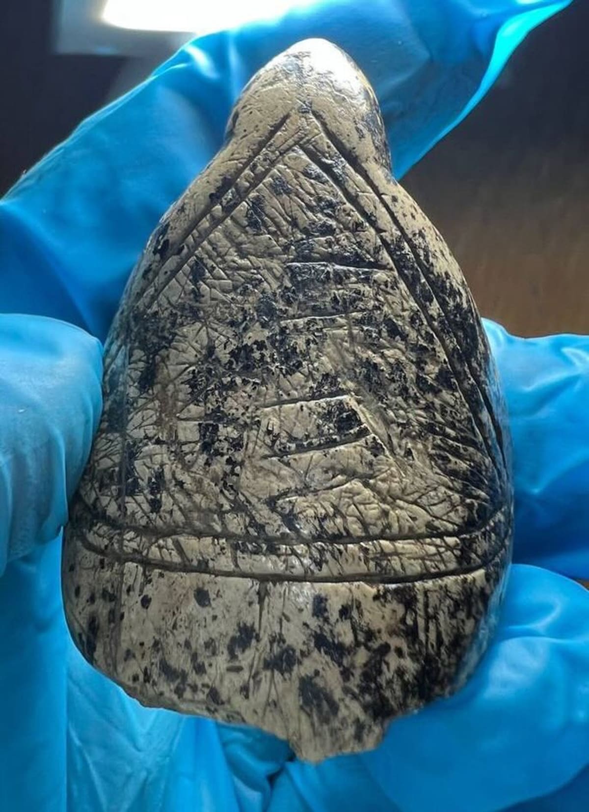 Ice Age Artists Copied Mammoth Tusks to Create Ancient Art - Image 2