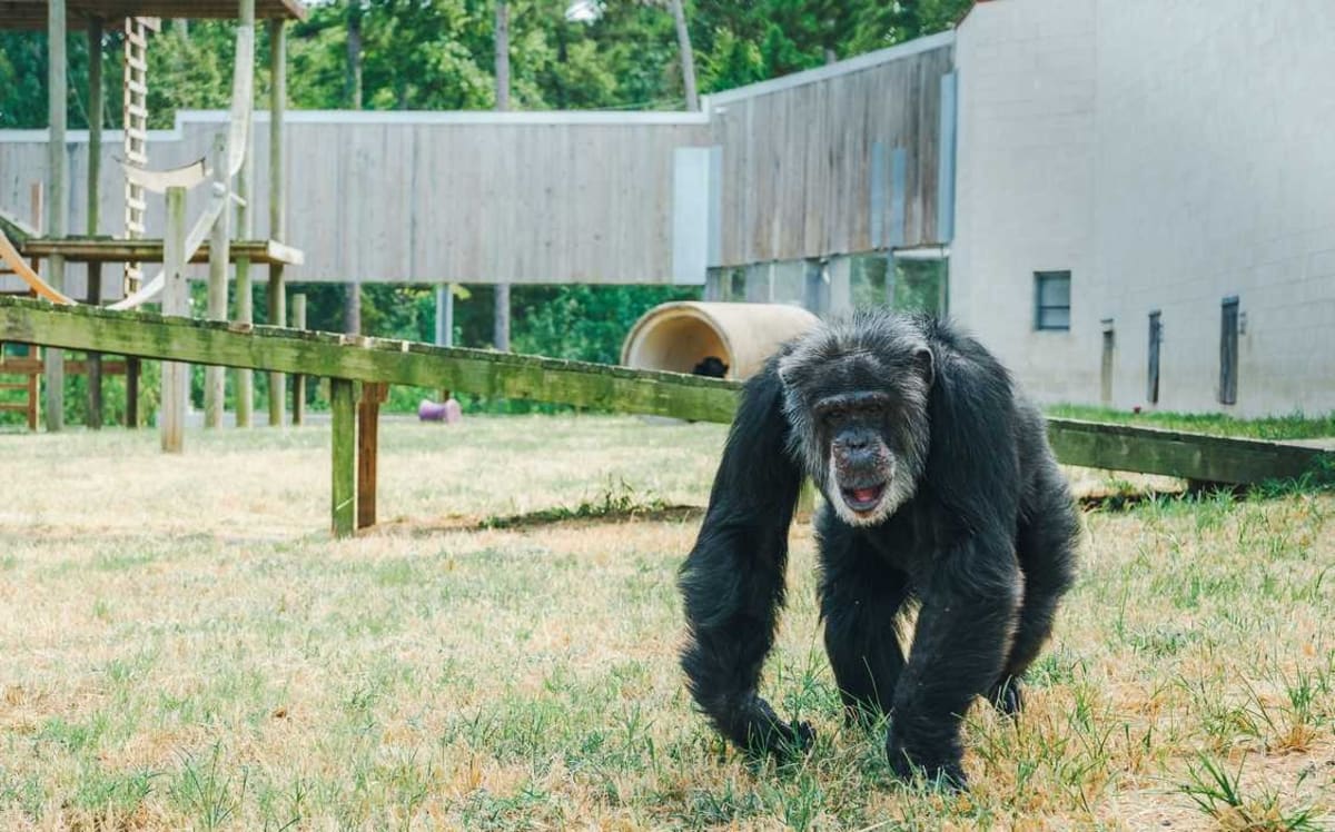54-Year-Old Chimp Sees Again After First Surgery at Haven