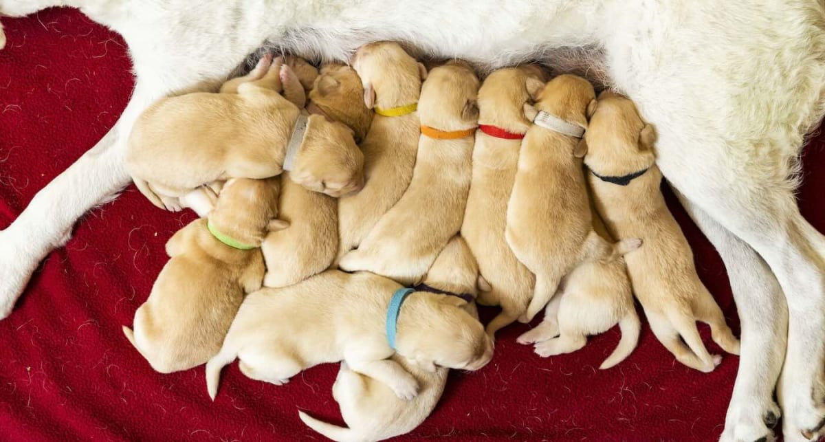 Twelve golden Labrador puppies wearing party hats gathered with their parents for birthday celebration