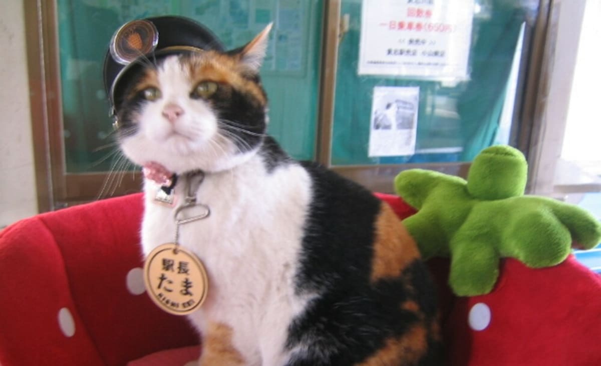 Tabby cat wearing official stationmaster cap at Japanese railway station platform
