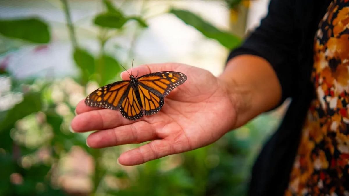Wisconsin Inmates Raise 100 Monarch Butterflies to Fight Decline