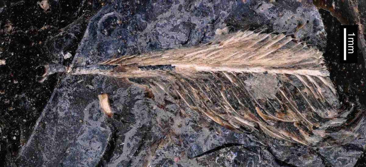 Artistic reconstruction of ancient diving bird hesperornithiform swimming underwater hunting fish
