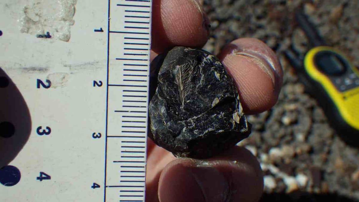 Dino Poop Feather Reveals Why Birds Survived Extinction - Image 2