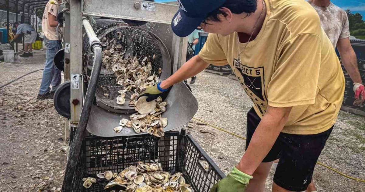 Volunteers pouring oyster shells covered with baby oysters into New York Harbor water