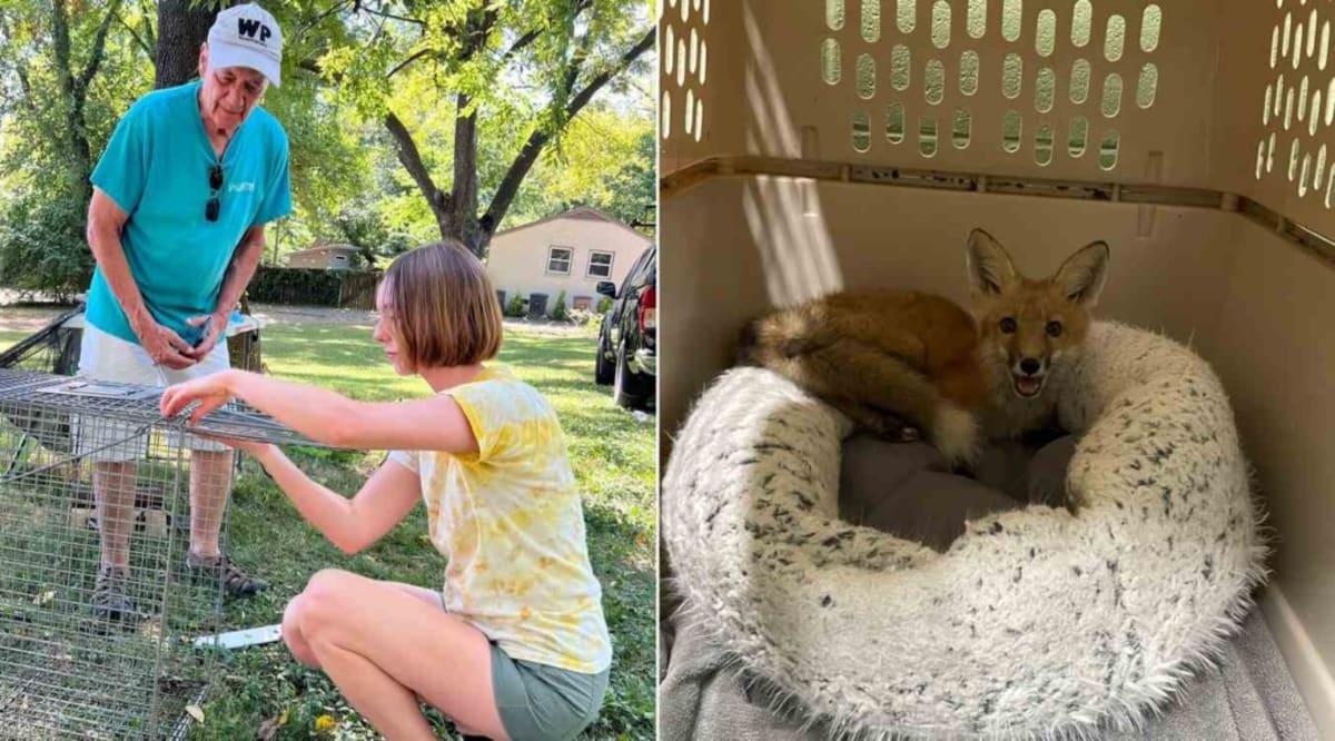 Nashville Songwriter Saves 60+ Foxes From Deadly Mange - Image 2