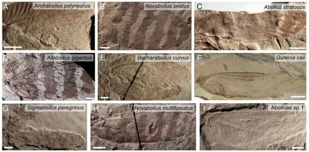 Scientists Recreate 165 Million-Year-Old Insect Songs - Image 2