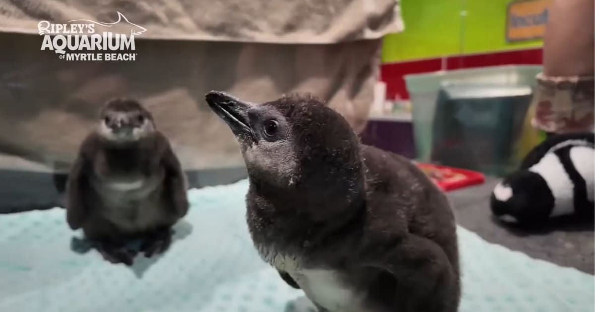 7 Rare Penguin Chicks Hatch at South Carolina Aquarium