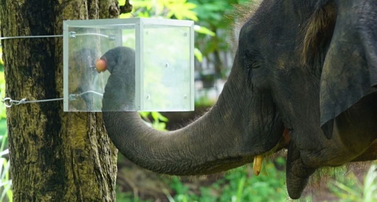Asian elephant interacting with transparent experimental box during cognitive research study in Thailand