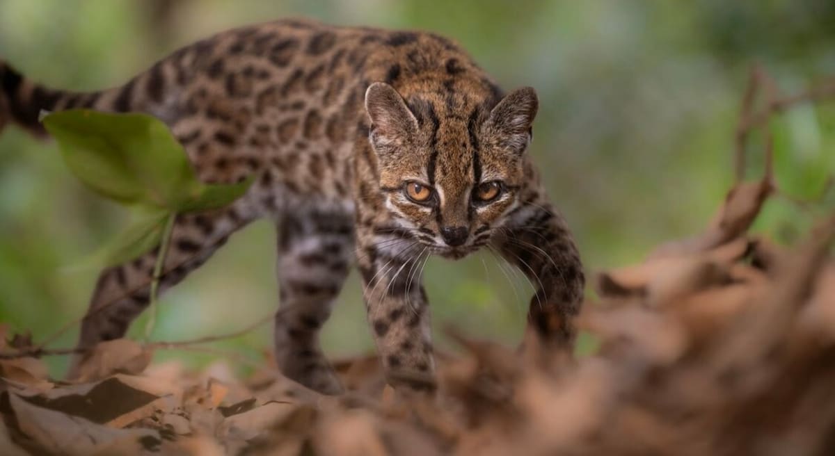 New Cat Species Discovered in Bolivia After 100 Years