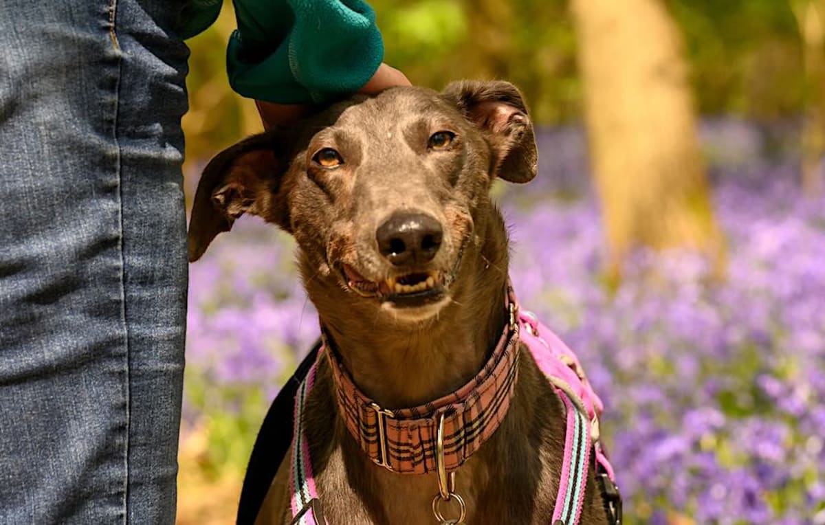 British Couple Fosters 59 Dogs Over 15 Years - Image 2