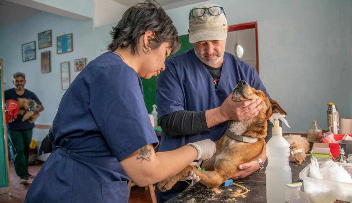 Happy dog being examined by veterinarian in bright, welcoming community clinic