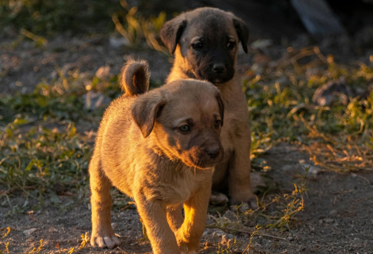 Two small puppies sitting together outdoors after being rescued from underground pipe