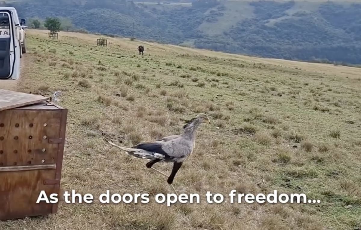 Exhausted Secretary Bird Soars Free After South Africa Rescue