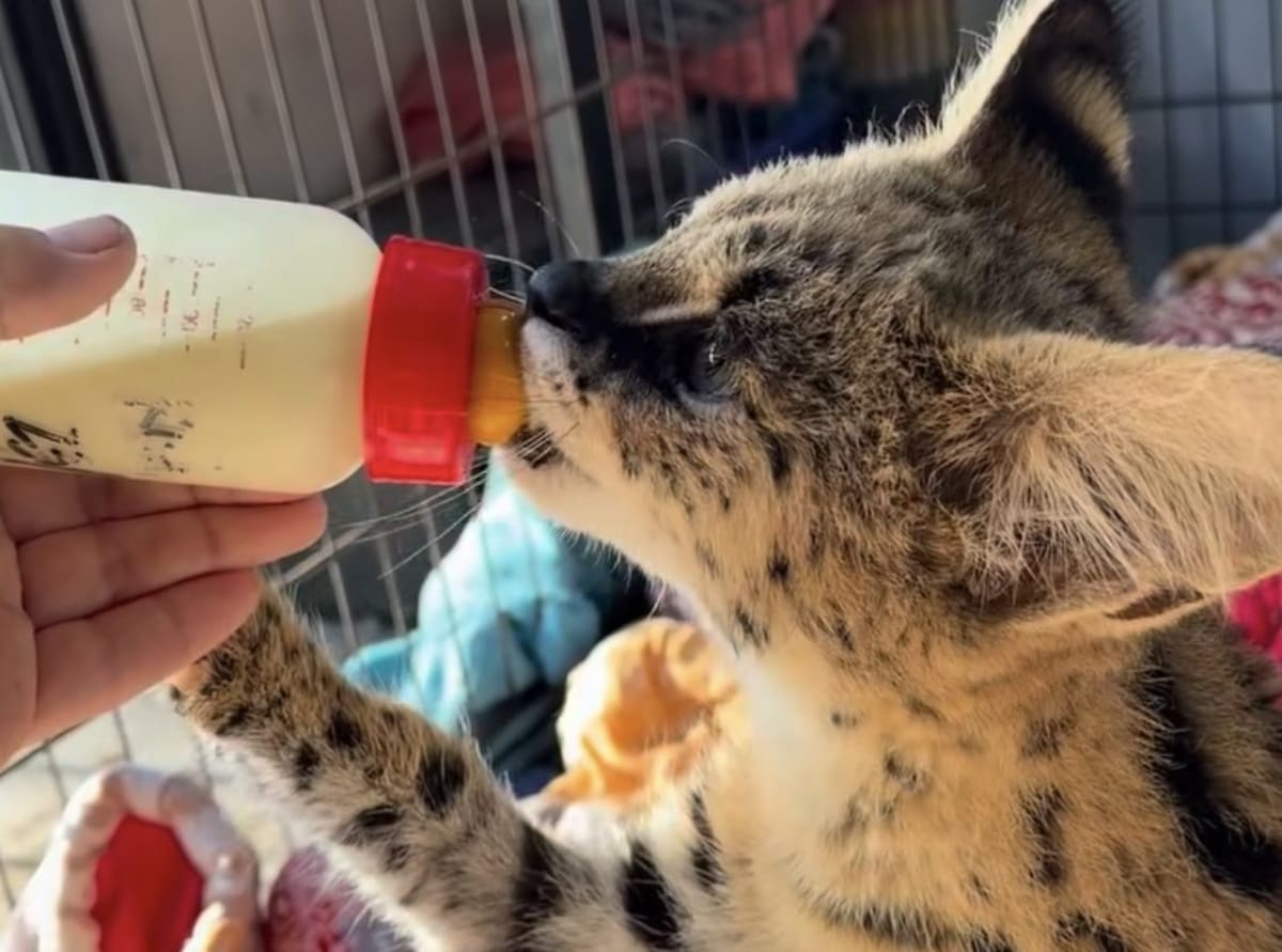 Recovering serval at Johannesburg Wildlife Veterinary Hospital during rehabilitation after surgery