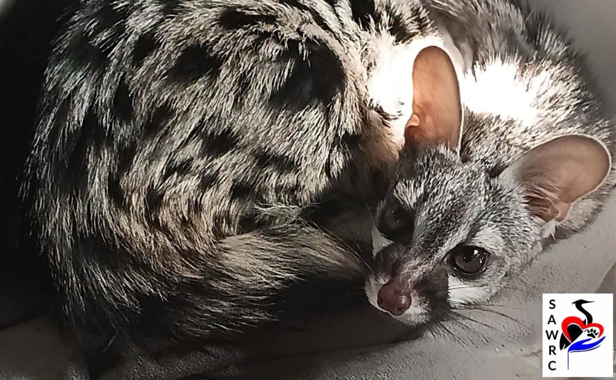 Injured pregnant spotted genet receiving veterinary care at South African Wildlife Rehabilitation Centre