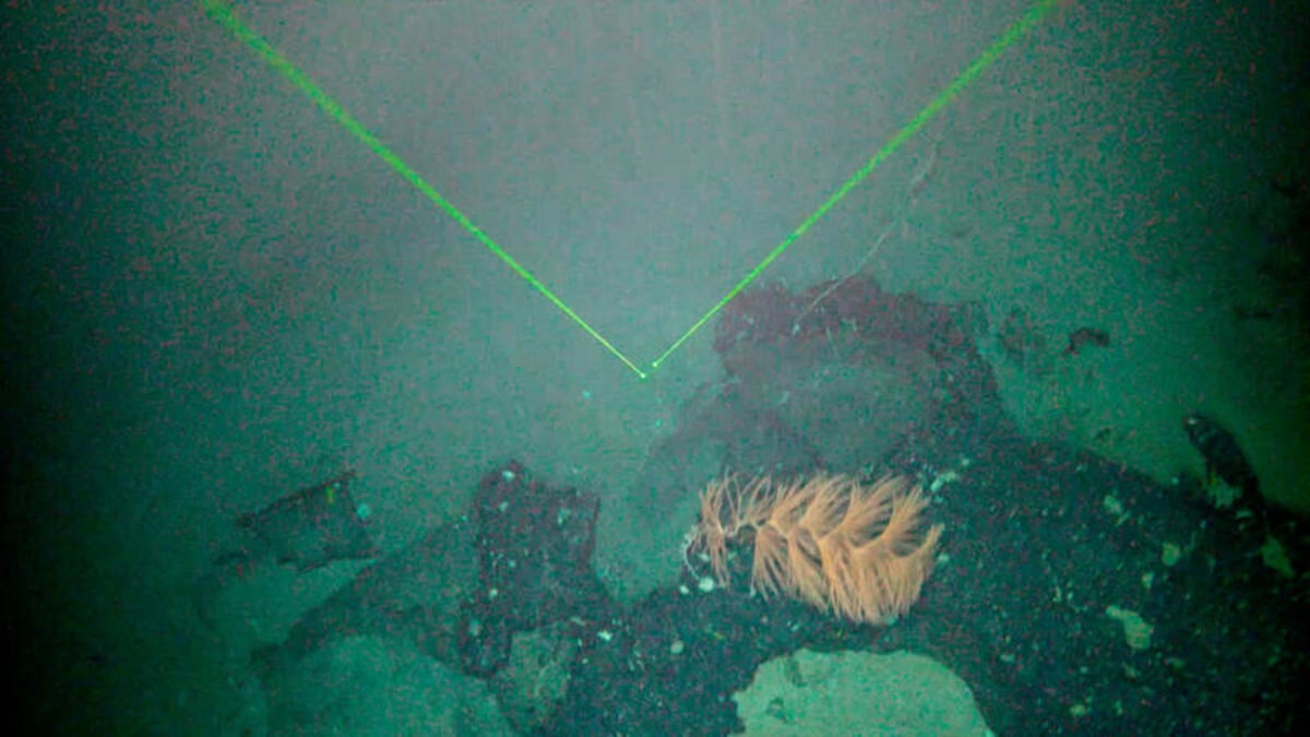 Scientists Find 100-Year-Old Coral Forest in Deep Ocean - Image 3