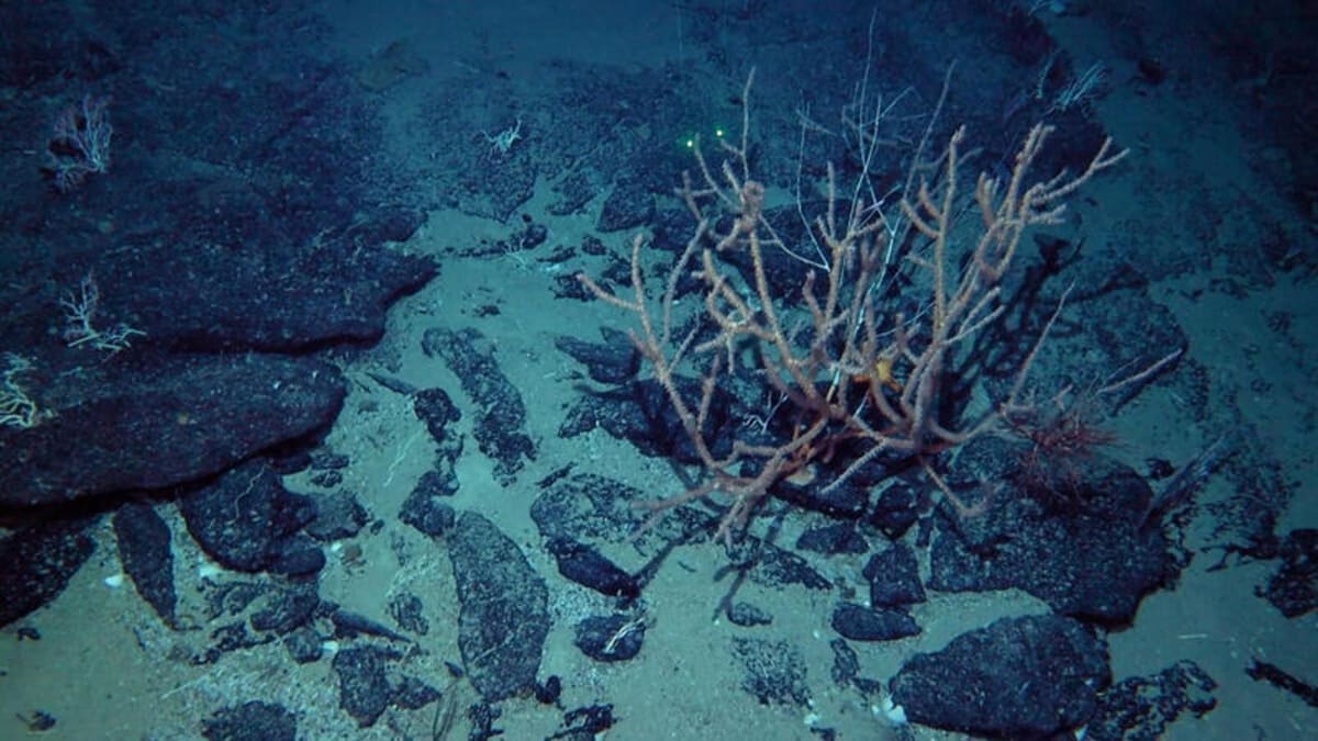 Scientists Find 100-Year-Old Coral Forest in Deep Ocean