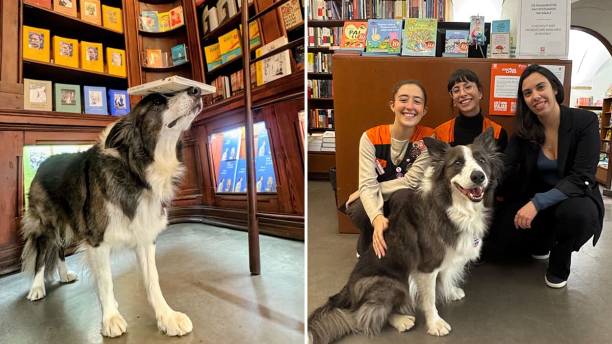 Record-Breaking Dog Balances Books at World's Oldest Bookshop