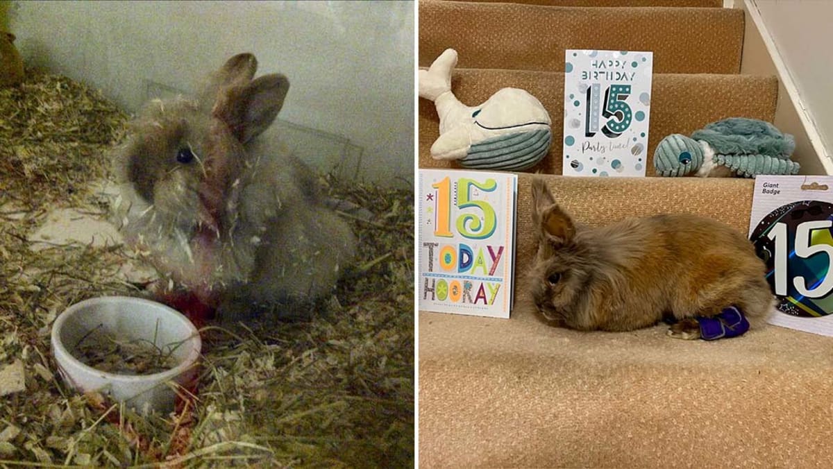 UK Rabbit Herbie Breaks Record at 15, Double Life Span
