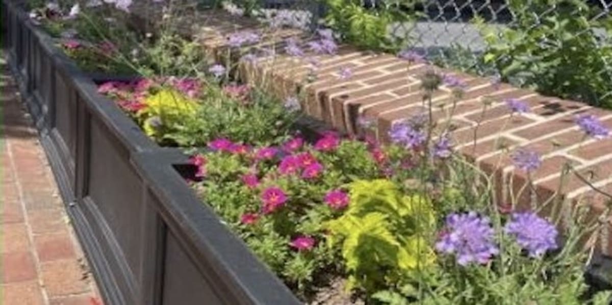 Hagerstown Volunteers Beautify Downtown for Earth Day - Image 2