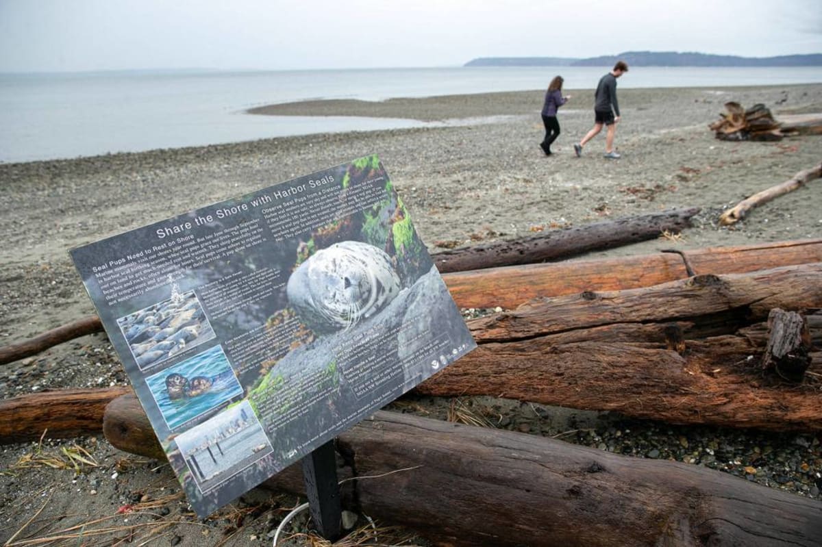 Edmonds Beach Cleanup Unites 4 Groups for Ocean Health