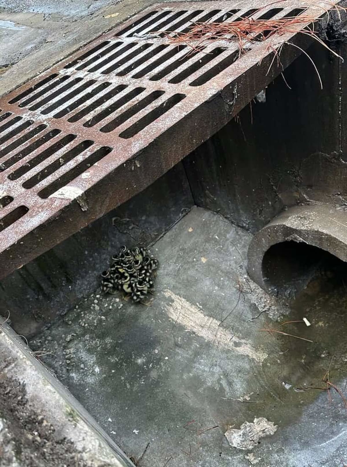 Firefighters Save 16 Ducklings From Storm Drain - Image 4