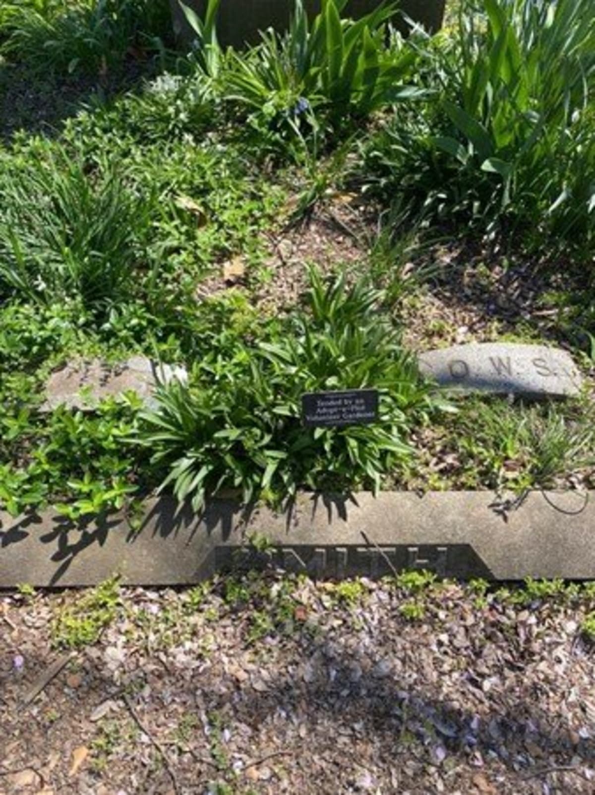 Colorful spring flowers blooming around historic headstones at Congressional Cemetery in Washington DC