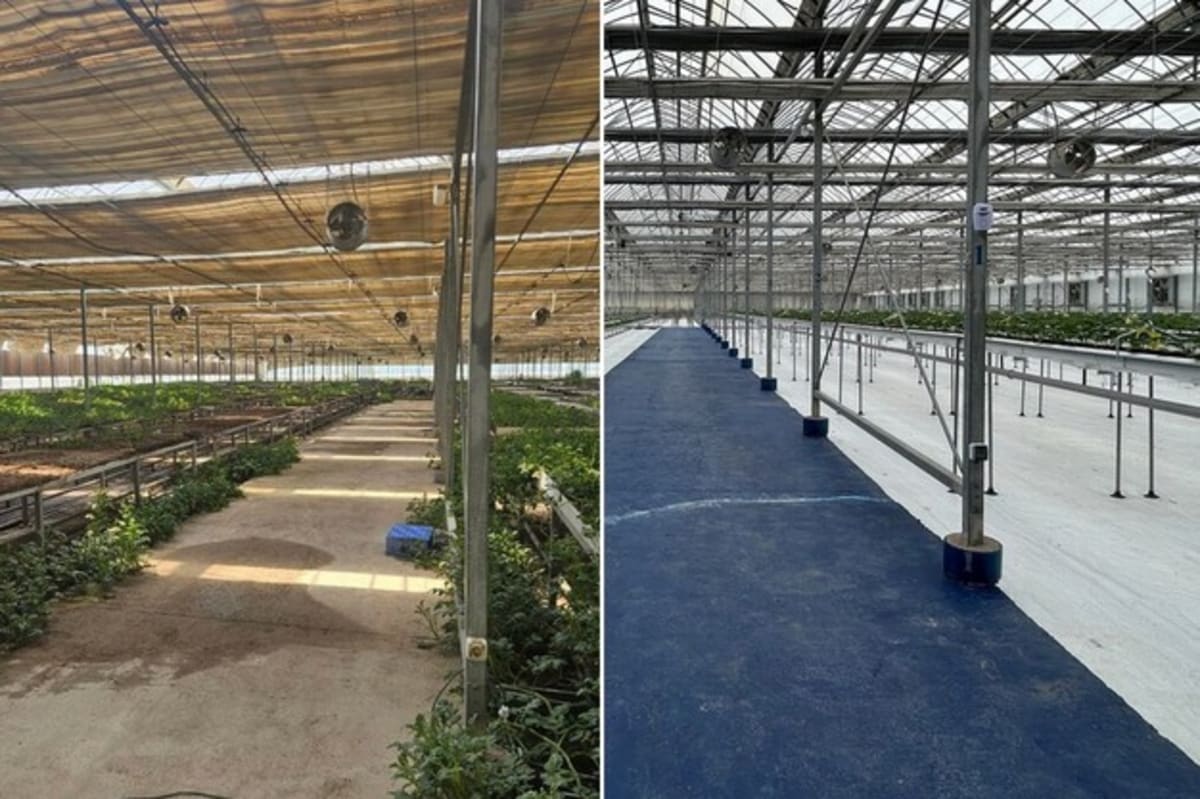 Korean Tech Turns Idle Uzbek Greenhouse Into Strawberry Hub - Image 2