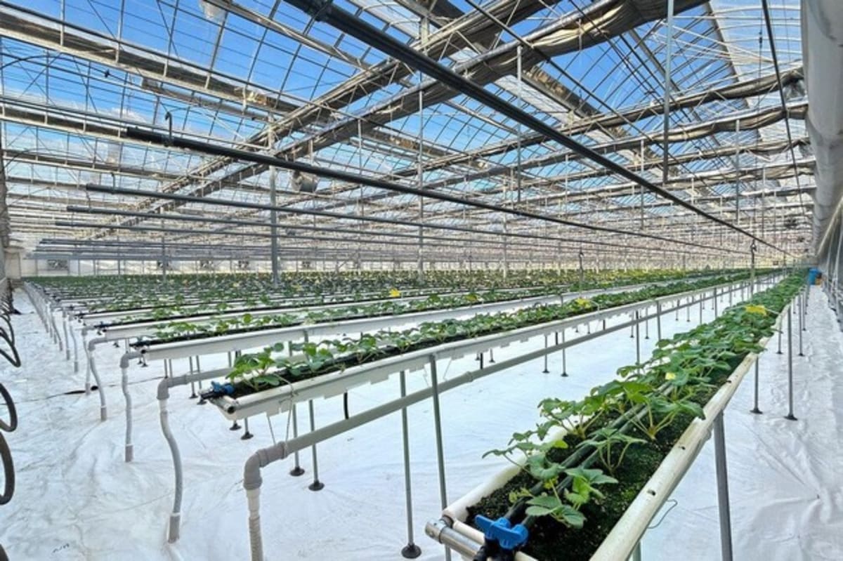 Korean Tech Turns Idle Uzbek Greenhouse Into Strawberry Hub - Image 5