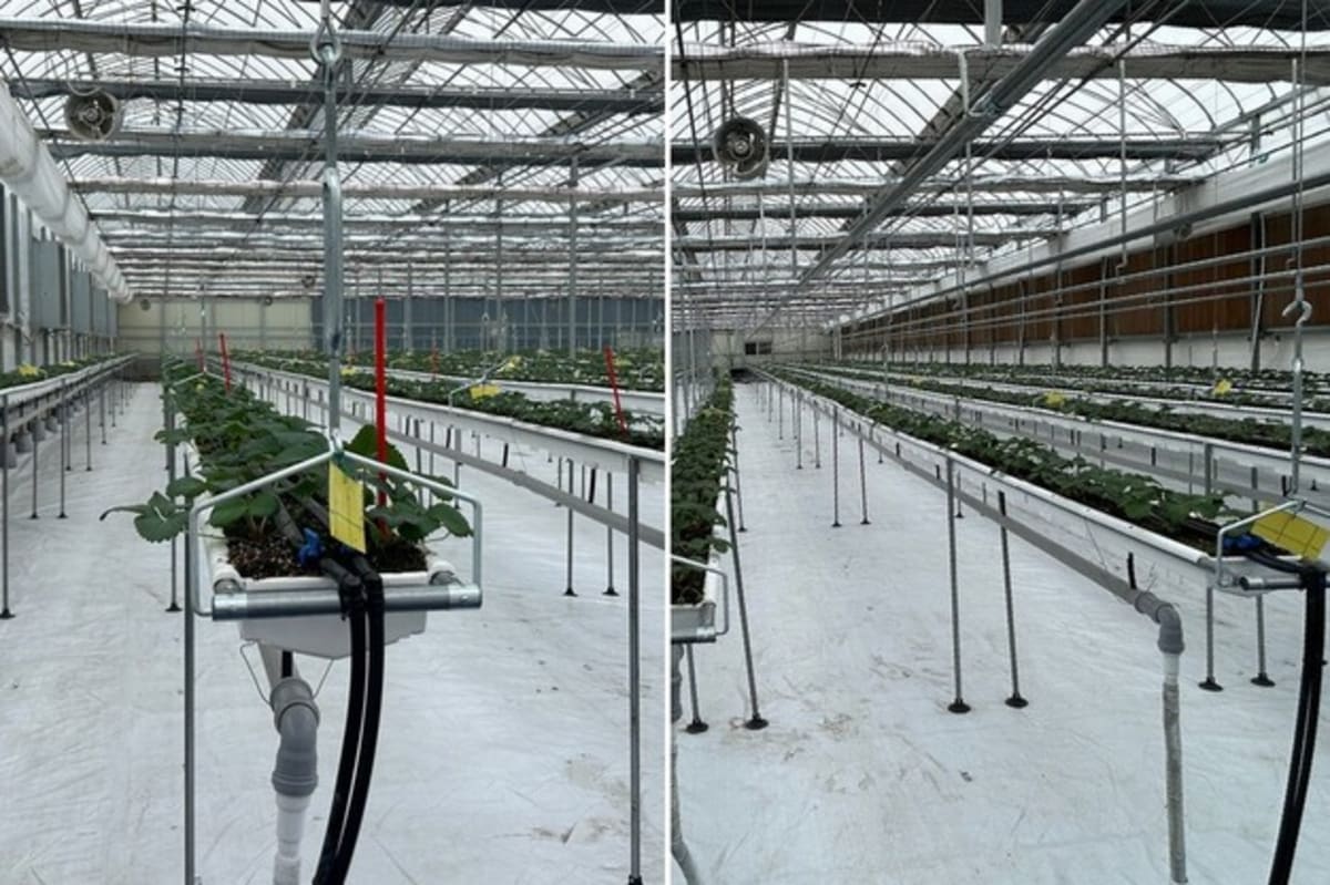 Korean Tech Turns Idle Uzbek Greenhouse Into Strawberry Hub - Image 3