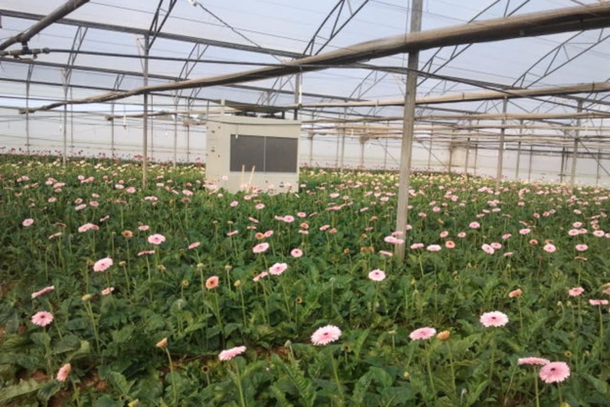 New Tech Cuts Greenhouse Heat by 10°C Day and Night - Image 4