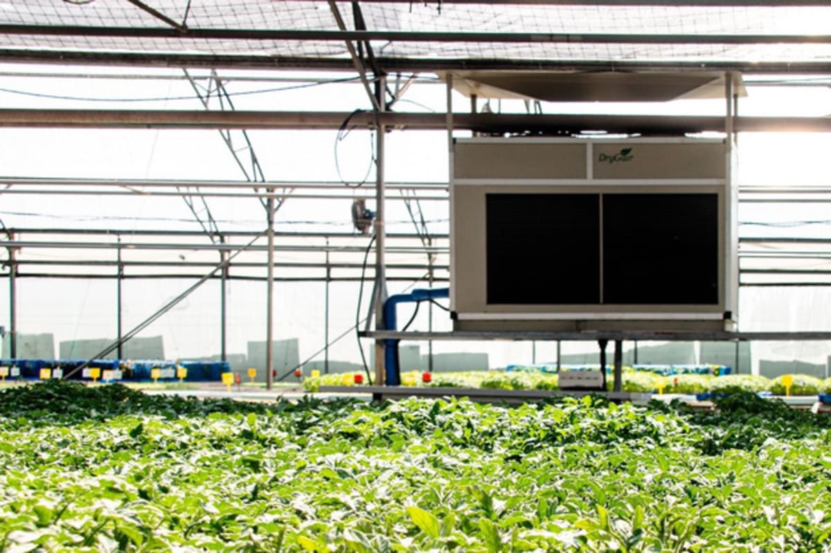 New Tech Cuts Greenhouse Heat by 10°C Day and Night - Image 3