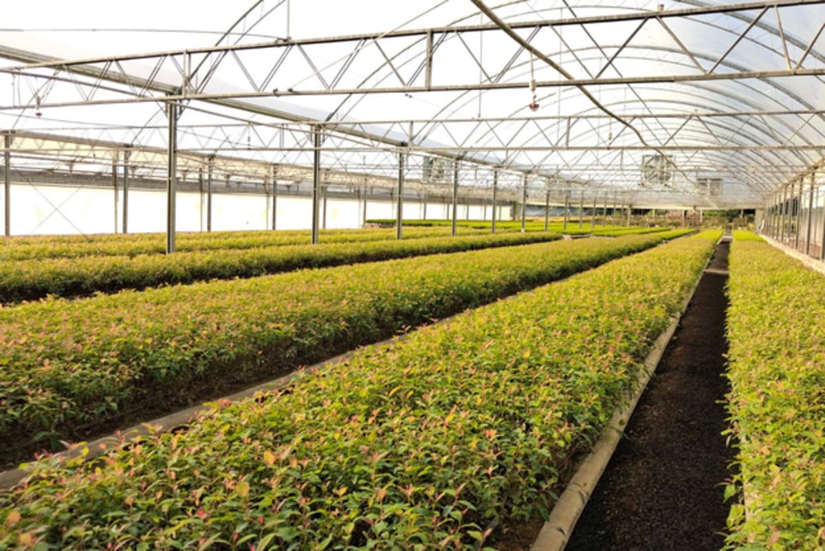 New Tech Cuts Greenhouse Heat by 10°C Day and Night - Image 5