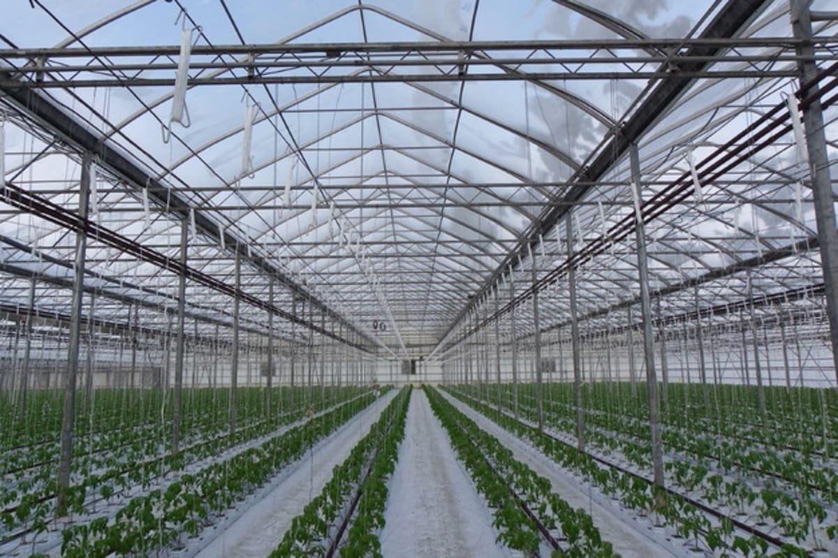 New Tech Cuts Greenhouse Heat by 10°C Day and Night - Image 2