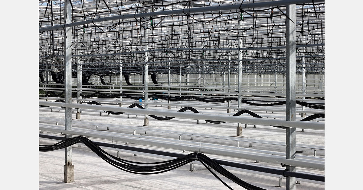 Modern hydroponic greenhouse with rows of leafy green vegetables growing in vertical systems
