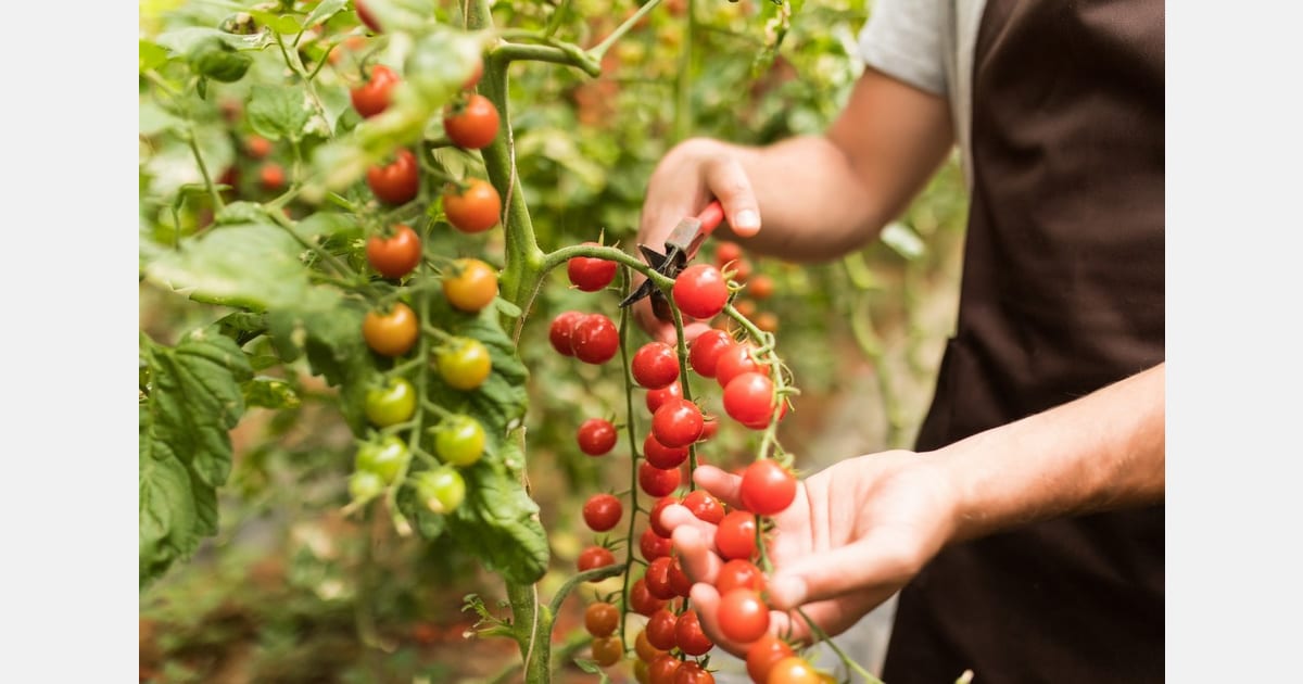 Spain's Almería Greenhouse Farms Model Climate-Smart Growth
