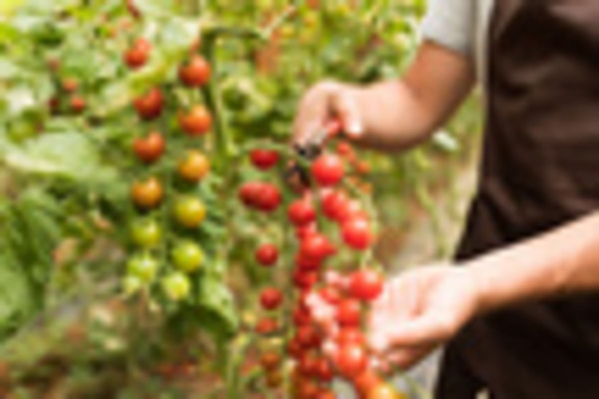 Spain's Almería Greenhouse Farms Model Climate-Smart Growth - Image 2