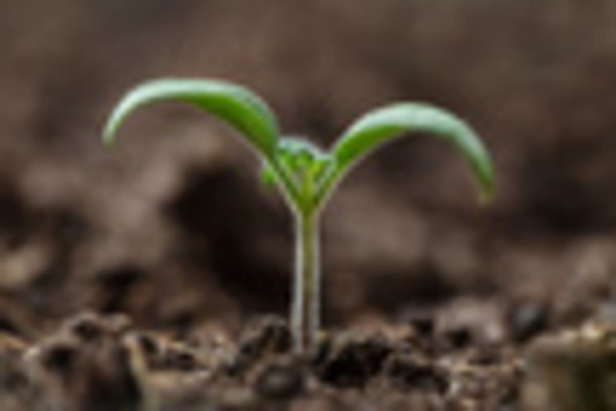Ontario Greenhouse Innovation Could Slash Your Food Bills - Image 3
