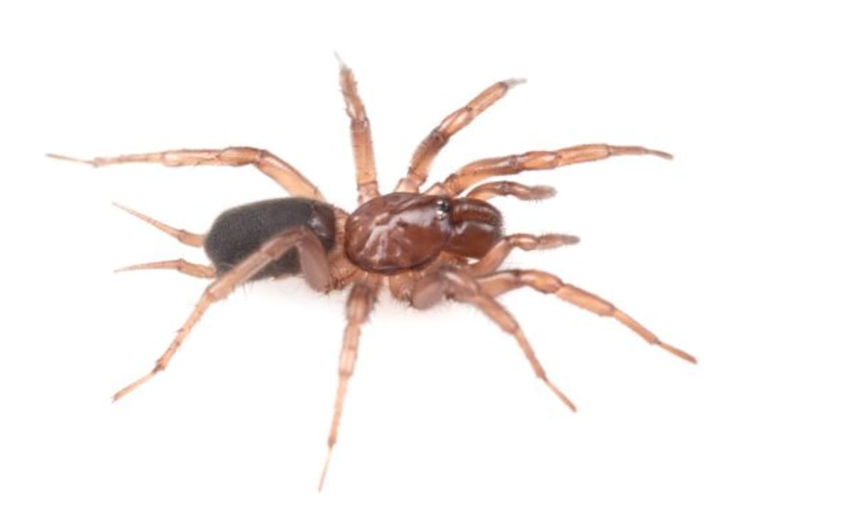 Idaho Researchers Discover Spider Species Found Nowhere Else - Image 3